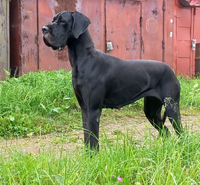 champion moyego serdtsa Viktoriya
