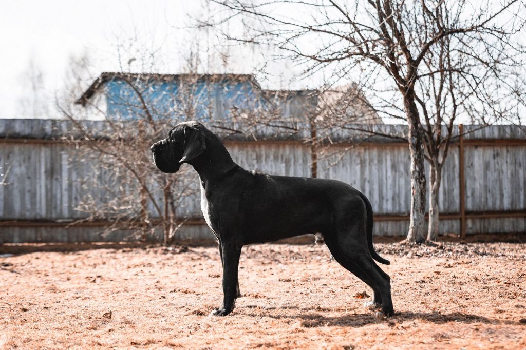 CH. Troy de la Benjamine