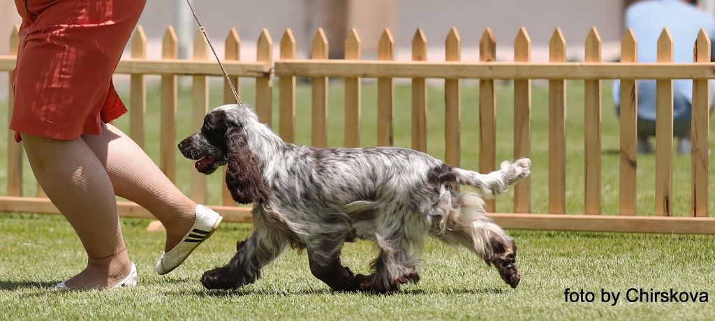 Rhapsody in Chocolate Traumtall   au Dog Show en Arménie (06.06.2022)