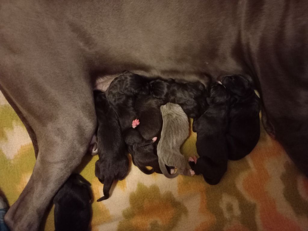 Les chiots sont nés le 2 septembre